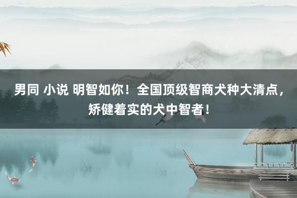 男同 小说 明智如你！全国顶级智商犬种大清点，矫健着实的犬中智者！