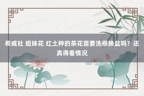 希威社 姐妹花 红土种的茶花苗要洗根换盆吗？还真得看情况