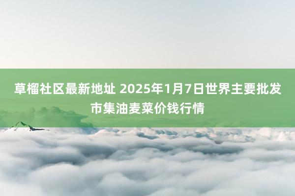 草榴社区最新地址 2025年1月7日世界主要批发市集油麦菜价钱行情