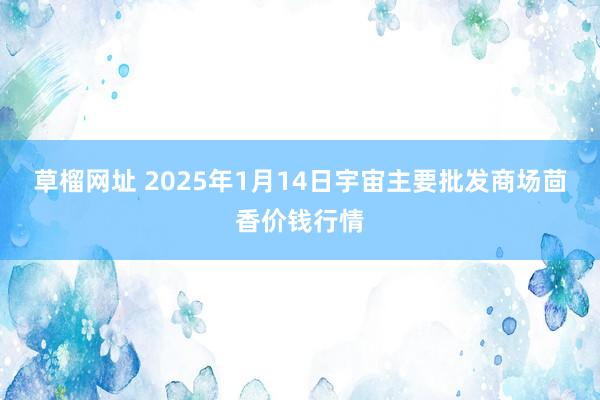 草榴网址 2025年1月14日宇宙主要批发商场茴香价钱行情