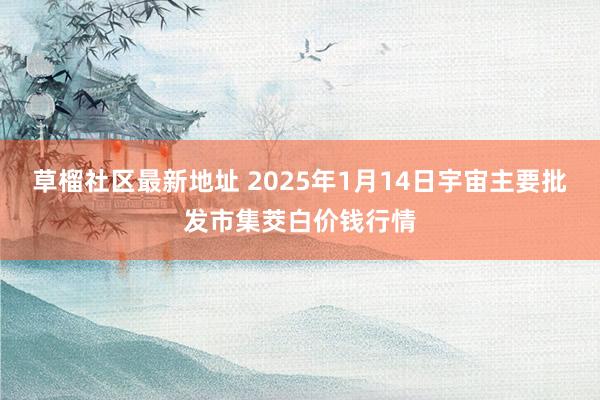 草榴社区最新地址 2025年1月14日宇宙主要批发市集茭白价钱行情